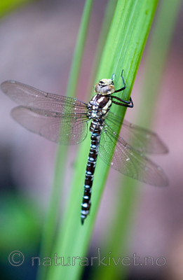BB 09 0254 / Aeshna cyanea / Blågrønn øyenstikker